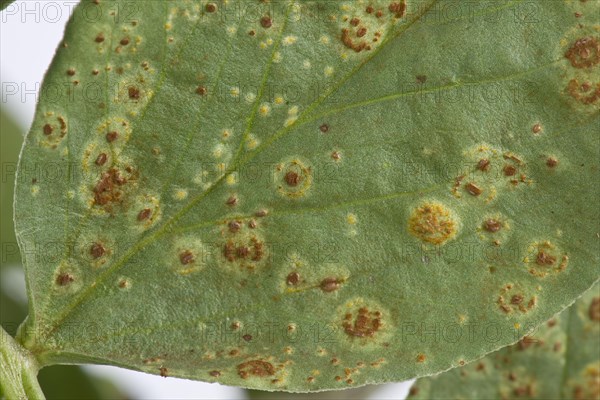 Faba or broad bean rust