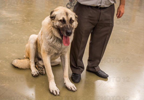 Turkish breed shepherd dog Kangal as livestock guarding dog