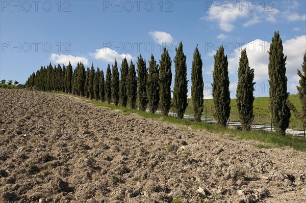 Mediterranean cypress