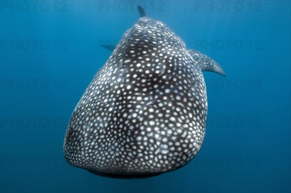 Whale shark