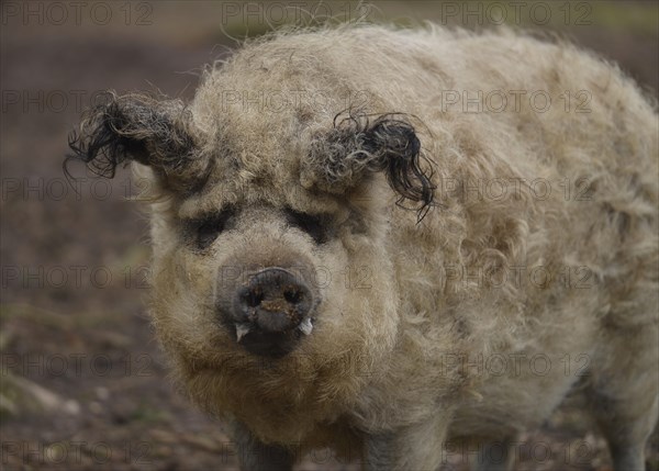Mangalitsa woolly pig
