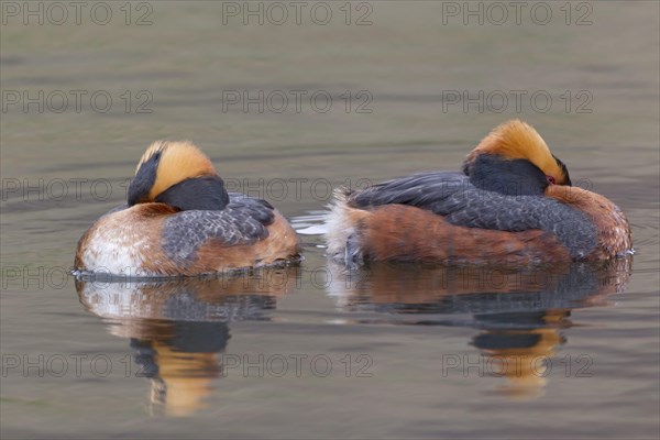 Horned grebe