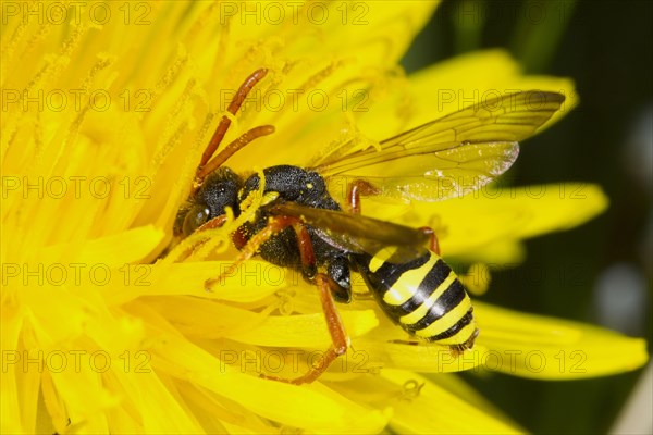 Gooden's Nomad Bee