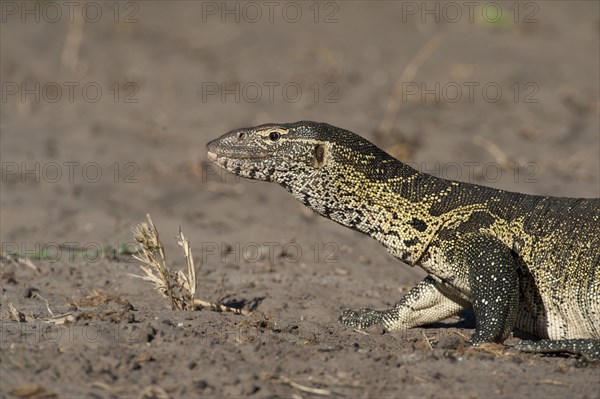 Nile Monitor