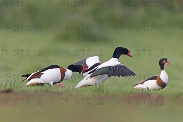 Common shelduck