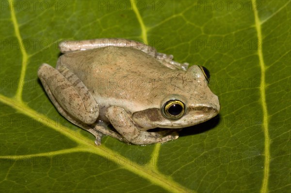 Madagascar frog