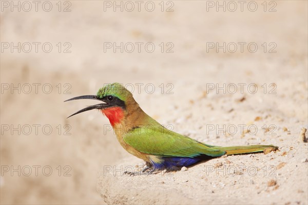 Red-throated bee-eater