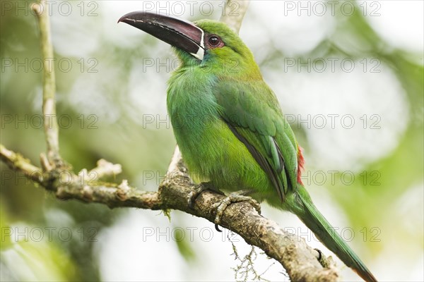 Crimson-rumped Toucanet