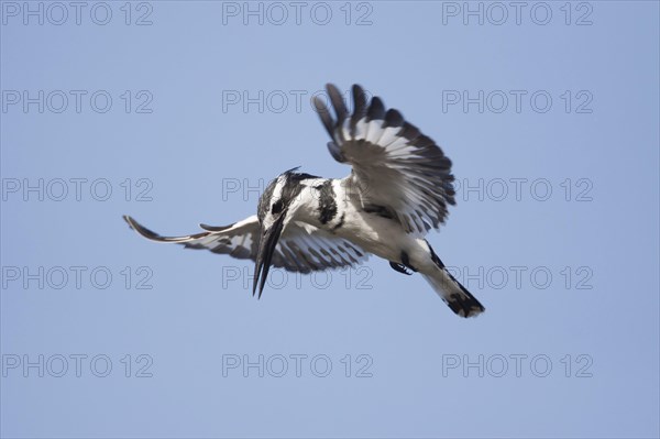 Alcedo rudis