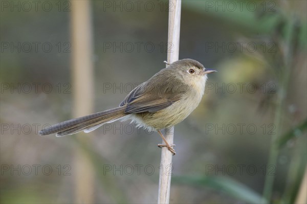 Unicoloured Prinia