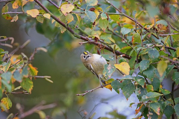 Goldcrest