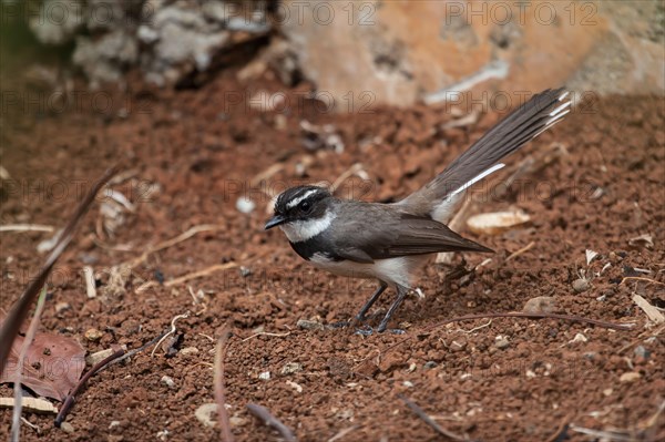 Philippine Pied Fantail