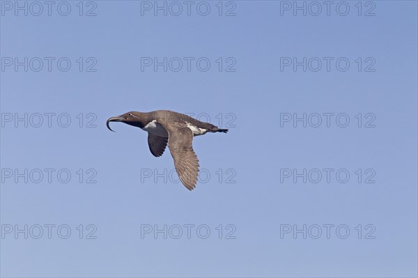 Common guillemot