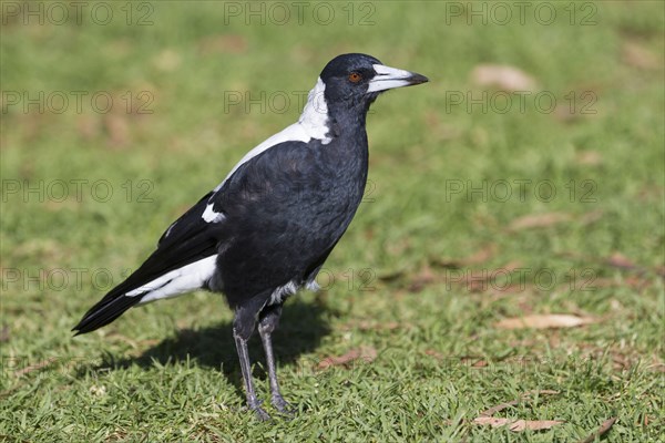 Australasian Magpie