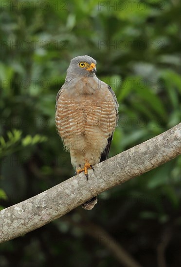 Roadside Hawk