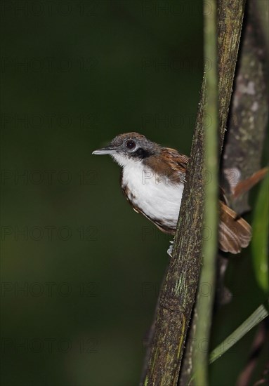 Bicoloured Antbird