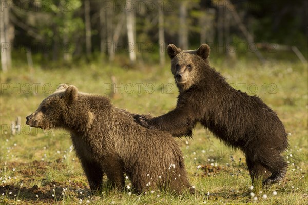 European Brown Bear