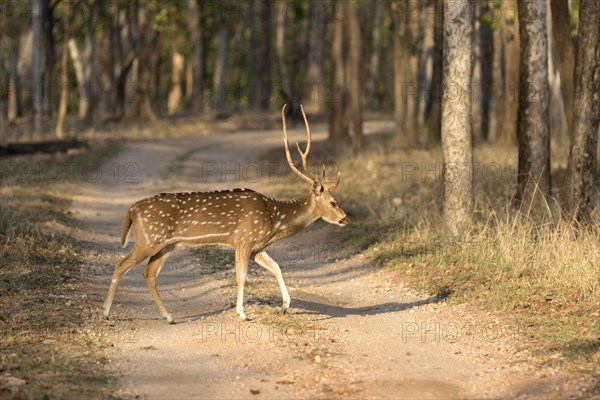 Spotted Deer