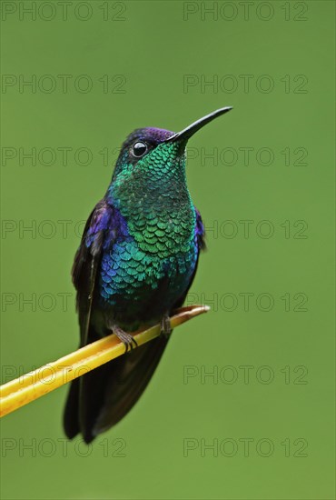 Violet-crowned Woodnymph