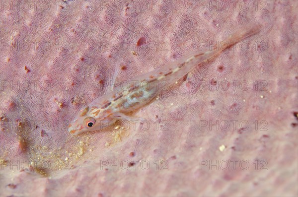 Fan sponge ghost goby