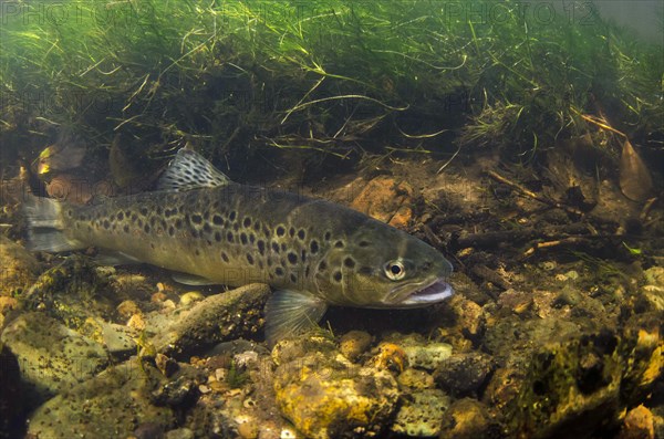 Brown Trout