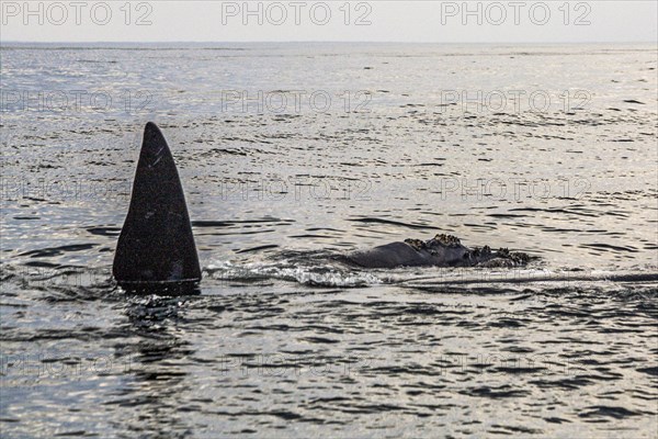 Southern right whale