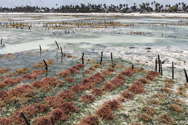 Red algae