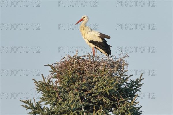 Single white stork standing in the nest in the middle of the treetop of a large spruce