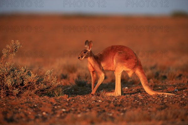 Red kangaroo