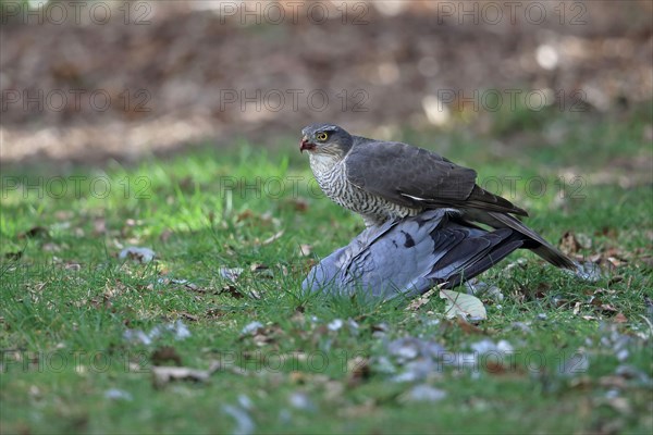 Eurasian Sparrowhawk