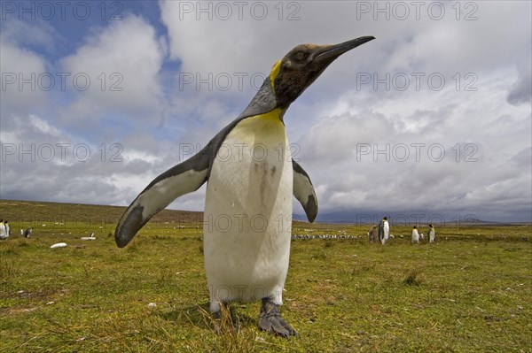 Patagonica