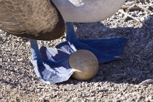 Blue footed booby