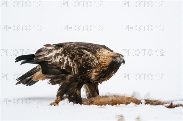 Golden Eagle