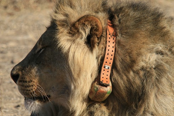 African Lion Lioness Lion