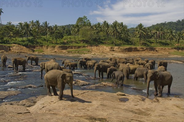 Asian elephant