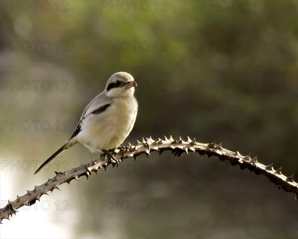 Southern grey shrike