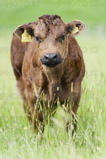 Domestic cattle