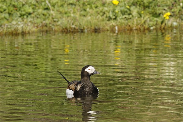 Long-tailed duck