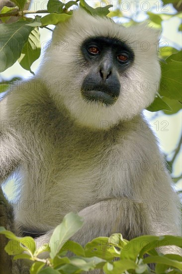 Tarai Grey tarai grey langur