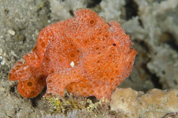 Painted Frogfish