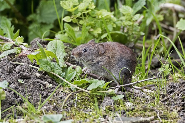 Bank voles