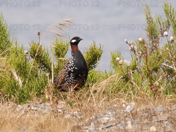 Black black francolin