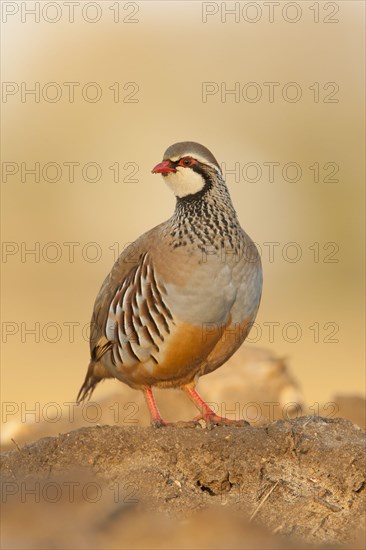 Red-legged Partridge