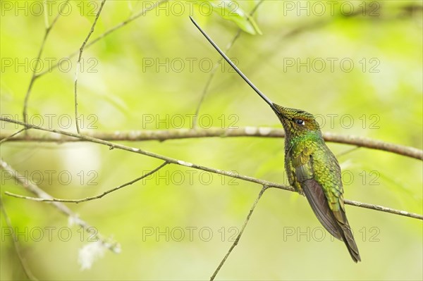 Sword-billed Hummingbird