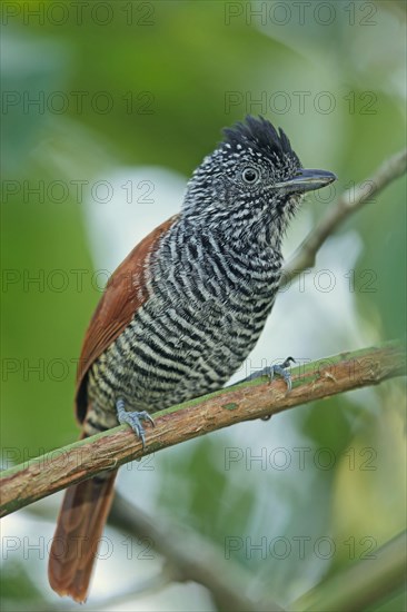 Chestnut-backed Antshrike