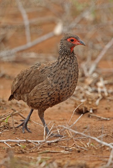 Swainson's spurfowl