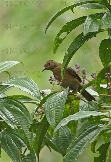 Yellow-legged Thrush