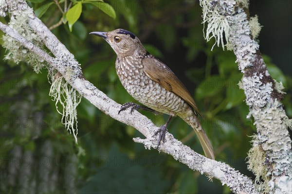 Regent Bowerbird