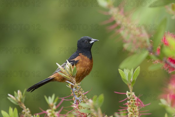 Orchard oriole