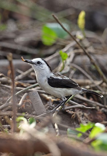 Pied Water-tyrant